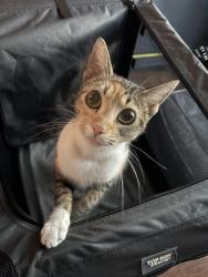 Found/Stray Female Cat last seen Hurley, Sacramento, CA 95821