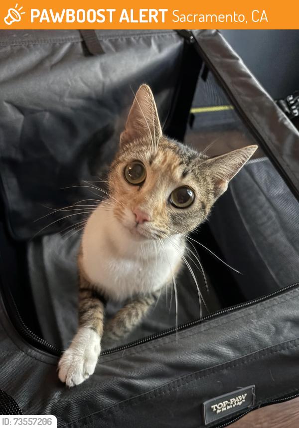 Found/Stray Female Cat last seen Hurley, Sacramento, CA 95821
