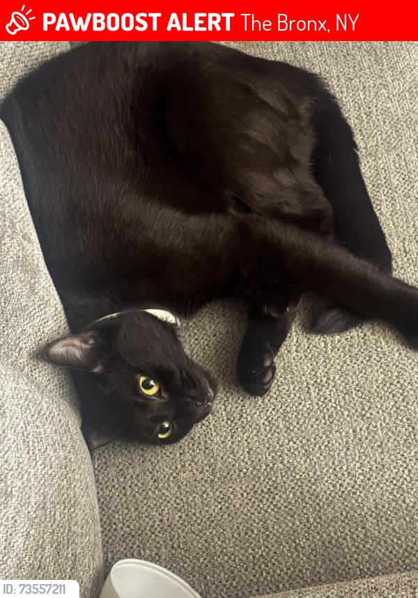 Lost Female Cat last seen Buck street 10461, The Bronx, NY 10461