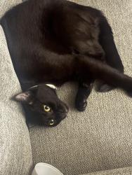 Lost Female Cat last seen Buck street 10461, The Bronx, NY 10461