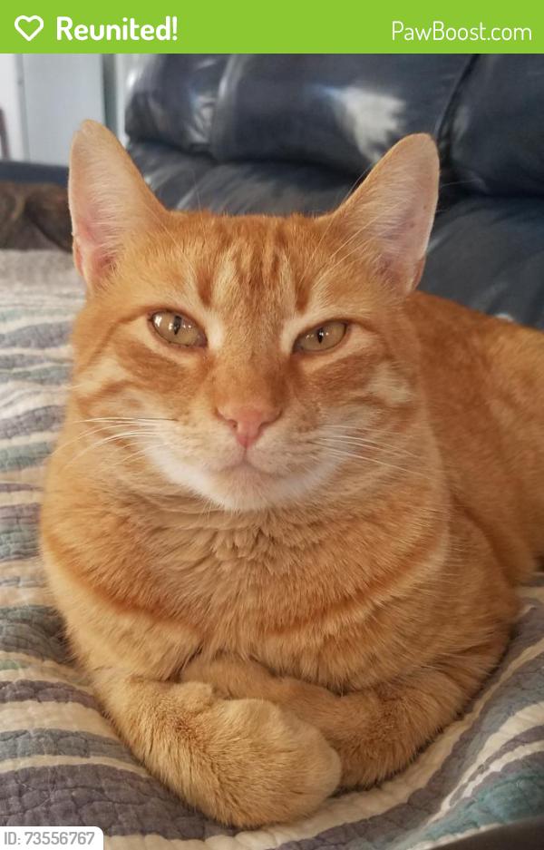 Reunited Male Cat last seen 4th st. and W. Cherry St. Near downtown Rogers, Rogers, AR 72756