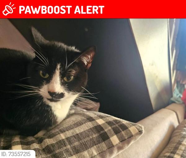 Lost Female Cat last seen In our home was last we saw her., Rhondda Cynon Taf, Wales CF40 2UT