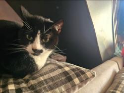Lost Female Cat last seen In our home was last we saw her., Rhondda Cynon Taf, Wales CF40 2UT