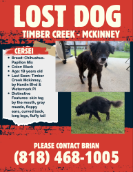 Lost Female Dog last seen Hardin blvd, McKinney, TX 75070