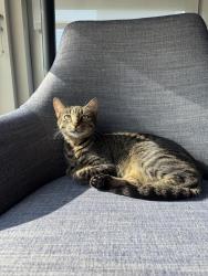 Lost Female Cat last seen 74th Terr and Lamar Dr, Kansas City, MO 64152
