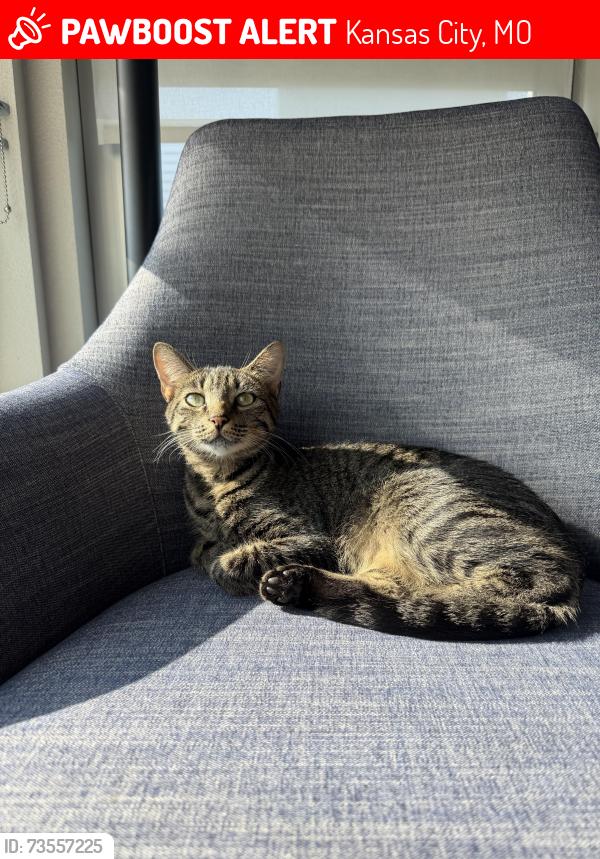 Lost Female Cat last seen 74th Terr and Lamar Dr, Kansas City, MO 64152