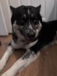 Lost Male Dog last seen lakeshore dr stater bros, Lake Elsinore, CA 92530