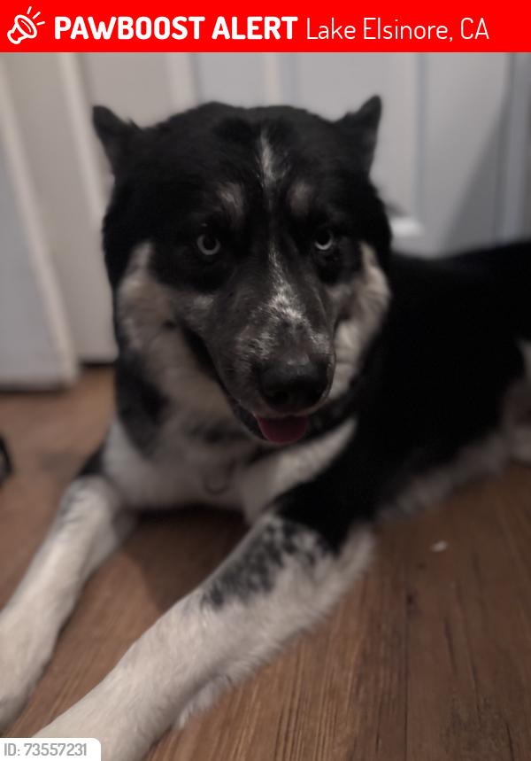 Lost Male Dog last seen lakeshore dr stater bros, Lake Elsinore, CA 92530