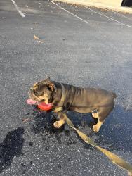 Reunited Male Dog last seen Lawrence Expressaway, Tasman, Santa Clara, CA 94087