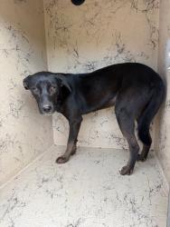 Shelter Stray Female Dog last seen Forest park, 8485 E Reno Ave, Midwest City, OK 73110, USA