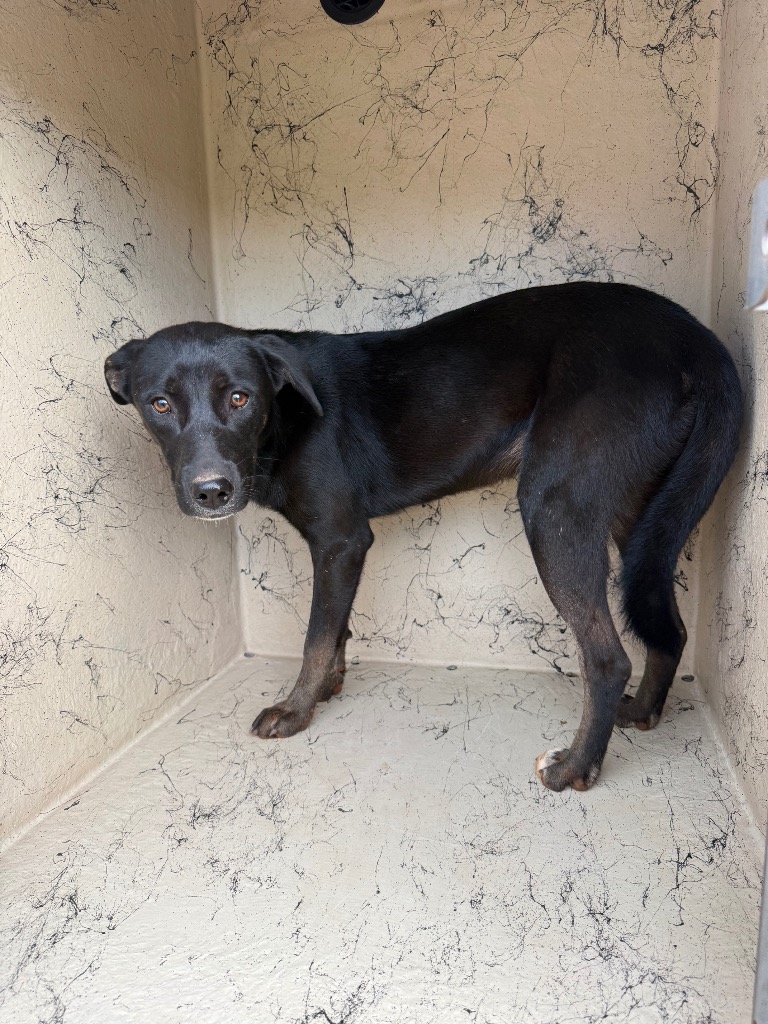 Shelter Stray Female Dog last seen Forest park, 8485 E Reno Ave, Midwest City, OK 73110, USA