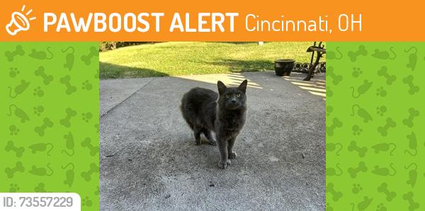 Found/Stray Female Cat last seen Ranlyn Avenue and Blue Rock Road Cincinnati, OH 45239, Cincinnati, OH 45239