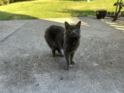 Found/Stray Female Cat last seen Ranlyn Avenue and Blue Rock Road Cincinnati, OH 45239, Cincinnati, OH 45239