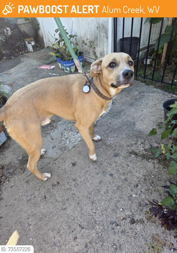 Found/Stray Male Dog last seen Brounland Rd/Alum Creek Rd and US 119, Alum Creek, WV 25003