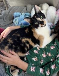 Reunited Female Cat last seen Coward Mill and Hawk Haven Ln., Knoxville, TN 37931