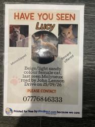 Lost Female Cat last seen Kensington, Liverpool, England 