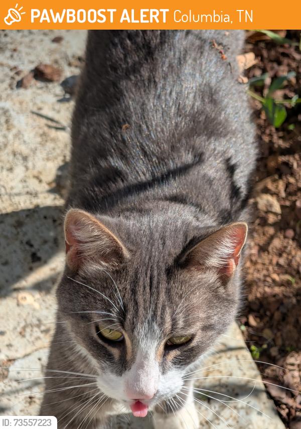 Found/Stray Unknown Cat last seen Confederate &Wheeler, Columbia, TN 38401