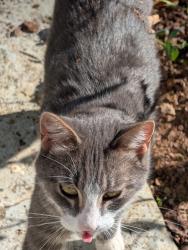 Found/Stray Unknown Cat last seen Confederate &Wheeler, Columbia, TN 38401