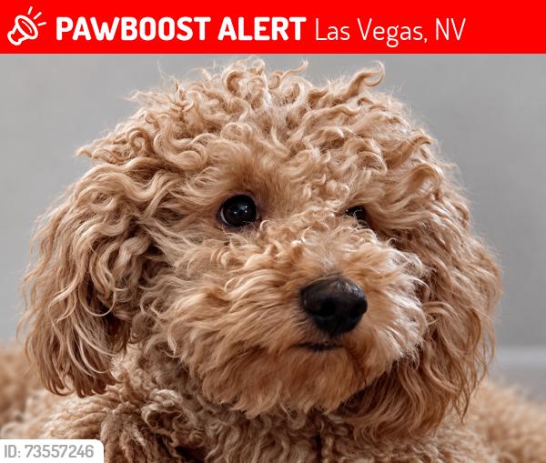 Lost Male Dog last seen Oakey and Rainbow, Las Vegas, NV 89117