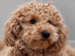 Lost Male Dog last seen Oakey and Rainbow, Las Vegas, NV 89117
