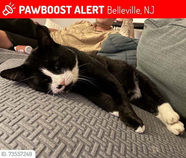 Lost Male Cat last seen Division near Hornblower, Belleville, NJ 07109
