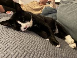 Lost Male Cat last seen Division near Hornblower, Belleville, NJ 07109