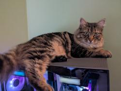 Reunited Female Cat last seen Belvedere Manor, Lurgan, Lurgan, Northern Ireland BT67 9NX