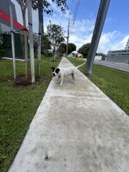 Found/Stray Male Dog last seen Near NW 36 st and 35th avenue near jai alai casino, Miami, FL 33142