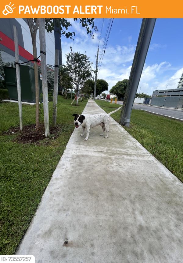 Found/Stray Male Dog last seen Near NW 36 st and 35th avenue near jai alai casino, Miami, FL 33142