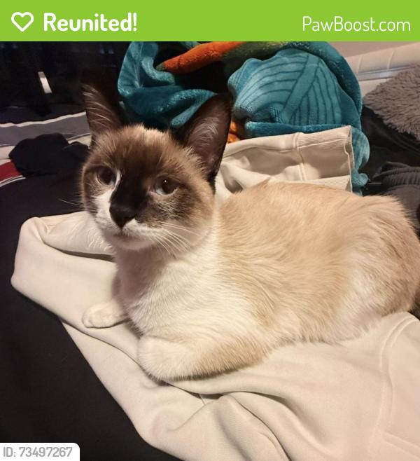 Reunited Male Cat last seen Last Seen inside my hse, Severance, CO 80550