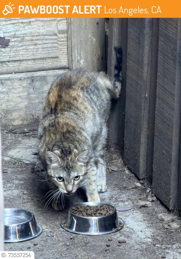 Found/Stray Unknown Cat last seen 24yh street, Los Angeles, CA 90007