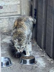Found/Stray Unknown Cat last seen 24yh street, Los Angeles, CA 90007