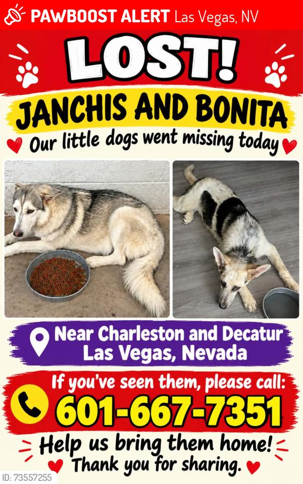 Lost Female Dog last seen Charleston and Decatur, Las Vegas, NV 89107
