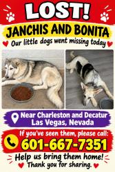 Lost Female Dog last seen Charleston and Decatur, Las Vegas, NV 89107