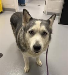 Shelter Stray Male Dog last seen Near BLOCK S. PEARL ST., CENTENNIAL, CO 80121, 4556 Castleton Ct, Castle Rock, CO 80109, USA
