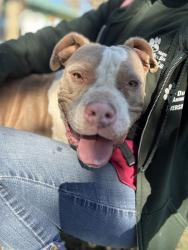 Shelter Stray Female Dog last seen Near BLOCK WARREN RD, RIVERSIDE, CA, 6851 Van Buren Boulevard, Jurupa Valley, CA 92509, USA