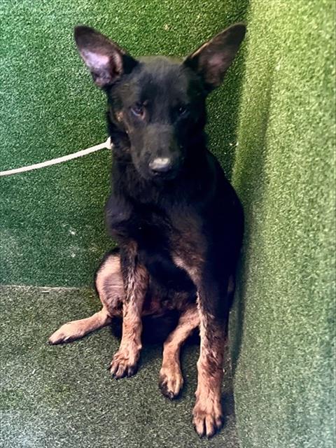 Shelter Stray Male Dog last seen , 38550 Sierra Hwy, Palmdale, CA 93550, USA