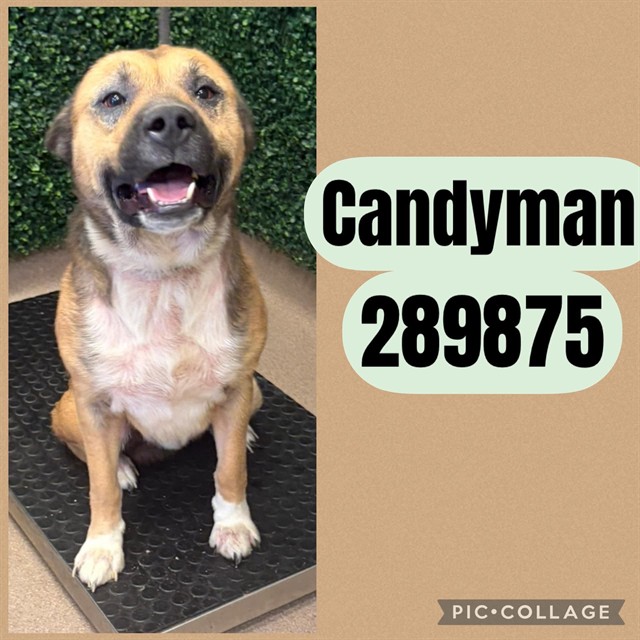 Shelter Stray Male Dog last seen RIDGE AVE, 4214 Fulton Mill Rd, Macon, GA 31216, USA