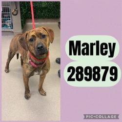 Shelter Stray Female Dog last seen MAMIE CARTER DR, 4214 Fulton Mill Rd, Macon, GA 31216, USA