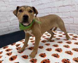 Shelter Stray Male Dog last seen Near BLOCK APPOLINE, DETROIT MI 48228, 1431 E Ferry St, Detroit, MI 48211, USA