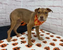 Shelter Stray Female Dog last seen Near BLOCK APPOLINE, DETROIT, MI 48228, 1431 E Ferry St, Detroit, MI 48211, USA