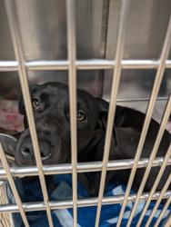 Shelter Stray Female Dog last seen PAGE AVE & N LINDBERGH BLVD-63043, 10521 Baur Blvd, Olivette, MO 63132, USA
