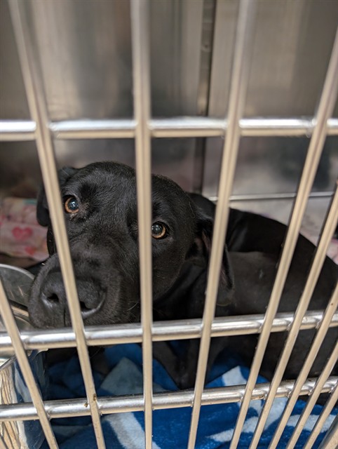 Shelter Stray Female Dog last seen PAGE AVE & N LINDBERGH BLVD-63043, 10521 Baur Blvd, Olivette, MO 63132, USA