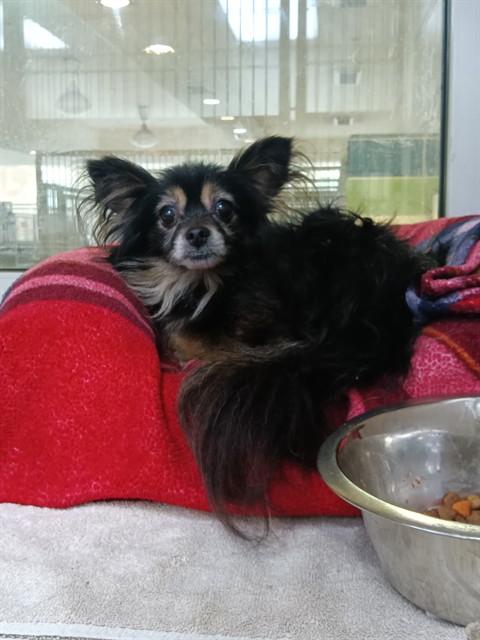 Shelter Stray Male Dog last seen WESLEY CHAPPEL BLVD / SADDLEBROOK WAY, 19640 Dogpatch Ln, Land O' Lakes, FL 34638, USA