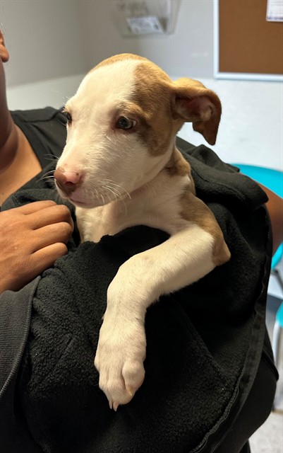 Shelter Stray Female Dog last seen METRO BUS STAION,63136, 10521 Baur Blvd, Olivette, MO 63132, USA