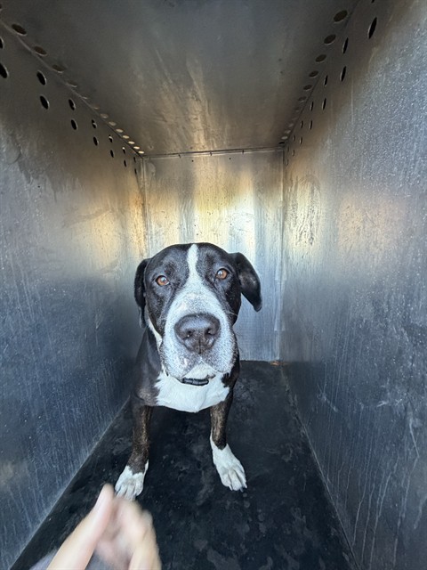 Shelter Stray Male Dog last seen Near BLOCK W CONEWOOD ST, WEST VALLEY CITY UT 84120, 4522 W 3500 S, West Valley City, UT 84120, USA