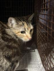 Shelter Stray Female Cat last seen , West Valley Animal Shelter, 20655 Plummer St, Chatsworth, CA 91311, USA