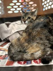 Shelter Stray Female Cat last seen , West Valley Animal Shelter, 20655 Plummer St, Chatsworth, CA 91311, USA
