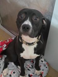 Shelter Stray Male Dog last seen ST CHARLES CO, 4850 Mid Rivers Mall Dr, St Peters, MO 63376, USA