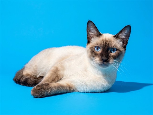 Shelter Stray Female Cat last seen WINDYPINE, 2020 Forest St, Jacksonville, FL 32204, USA
